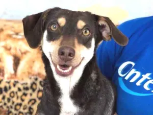 Cachorro raça Srd idade  nome Julinha