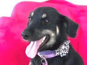 Cachorro raça Srd idade  nome Alice