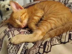 Gato raça SRD idade 2 a 6 meses nome Tito
