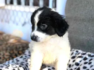 Cachorro raça Srd idade  nome Tonia