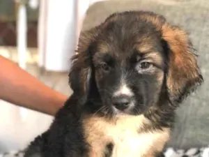 Cachorro raça Srd idade  nome Rochelle