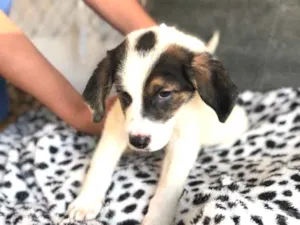 Cachorro raça Srd idade  nome Kisha