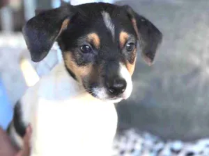 Cachorro raça Srd idade  nome Aline