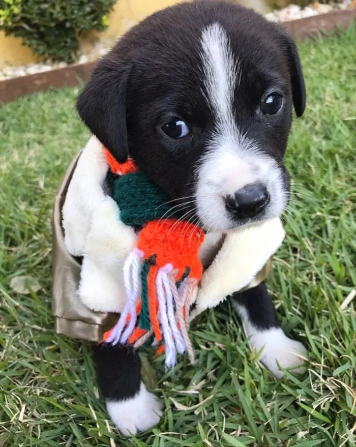 Cachorro ra a Sem raça definida  idade Abaixo de 2 meses nome ARIEL