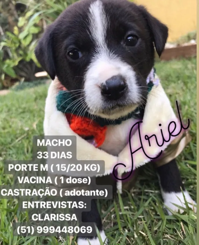 Cachorro ra a Sem raça definida  idade Abaixo de 2 meses nome ARIEL