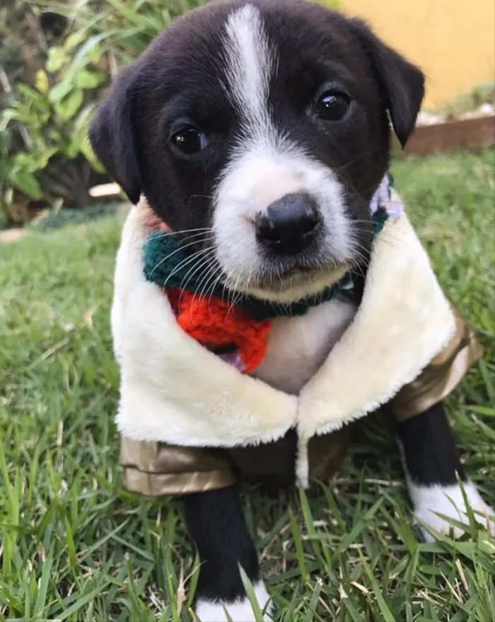 Cachorro ra a Sem raça definida  idade Abaixo de 2 meses nome ARIEL