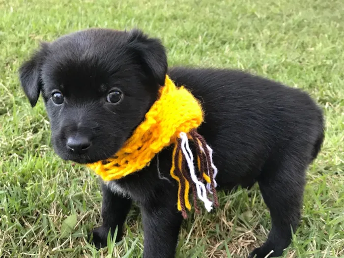 Cachorro ra a Sem raça definida idade Abaixo de 2 meses nome NUTELLA