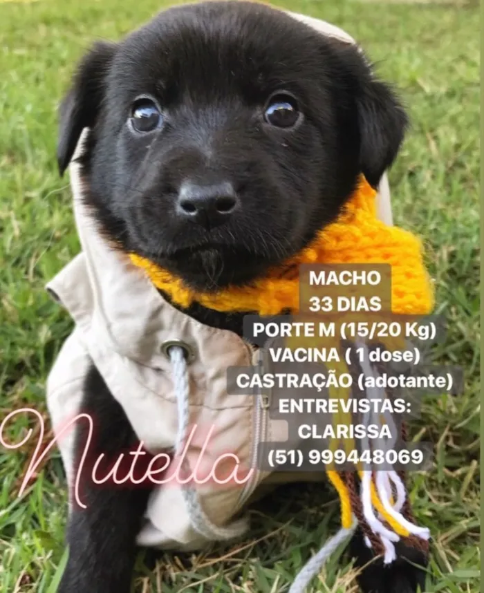 Cachorro ra a Sem raça definida idade Abaixo de 2 meses nome NUTELLA