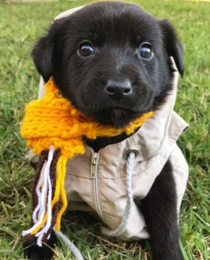 Cachorro ra a Sem raça definida idade Abaixo de 2 meses nome NUTELLA