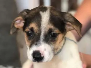 Cachorro raça Srd idade  nome Sky