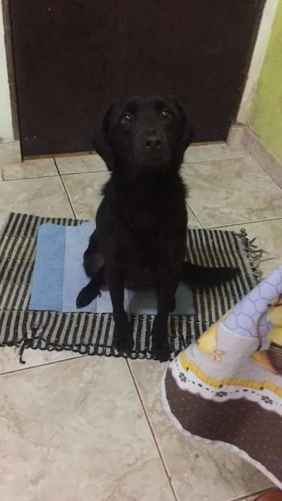 Cachorro ra a Labrador com vira lata  idade 2 anos nome Pandora 
