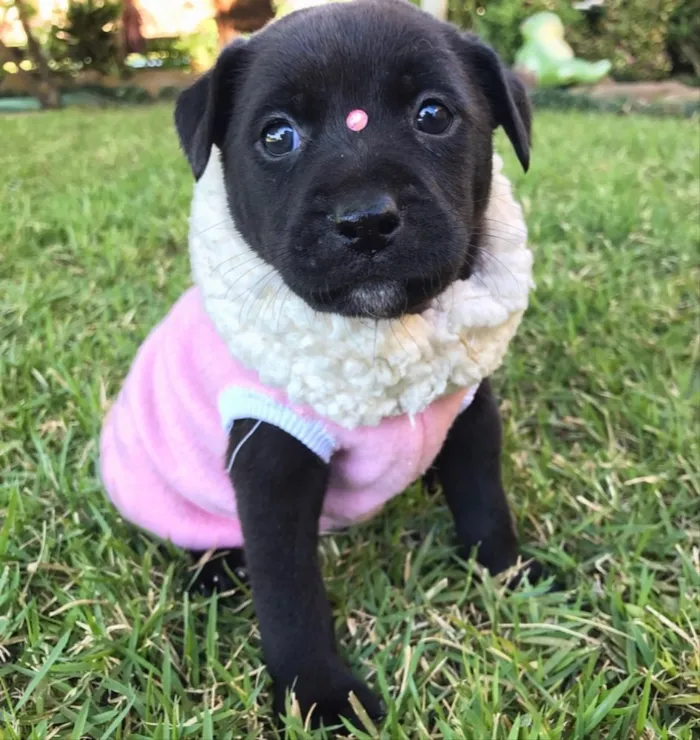 Cachorro ra a Sem raça definida  idade Abaixo de 2 meses nome BIJU