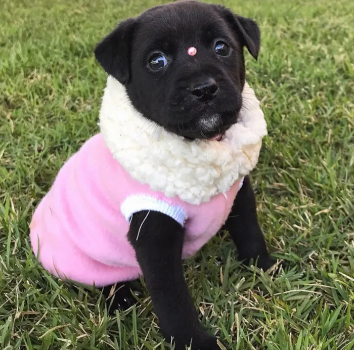 Cachorro ra a Sem raça definida  idade Abaixo de 2 meses nome BIJU