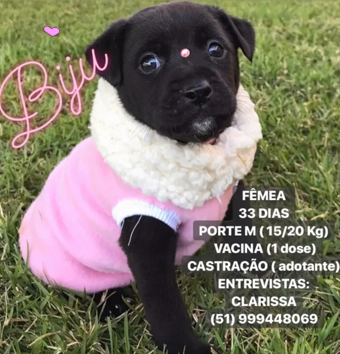 Cachorro ra a Sem raça definida  idade Abaixo de 2 meses nome BIJU