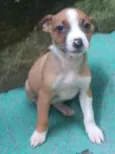 Lily Bebezinha
