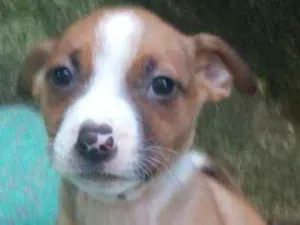 Cachorro raça  idade Abaixo de 2 meses nome Lily Bebezinha