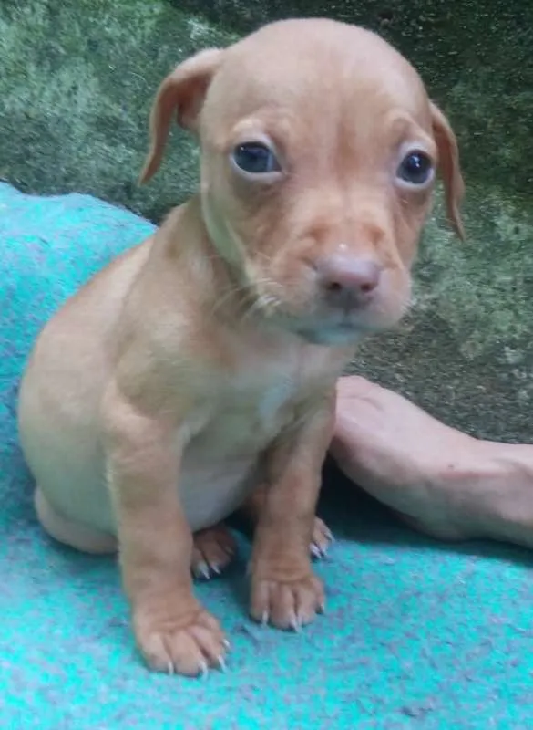 Cachorro ra a  idade Abaixo de 2 meses nome Lisa Bebezinha