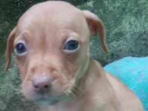 Cachorro raça  idade Abaixo de 2 meses nome Lisa Bebezinha