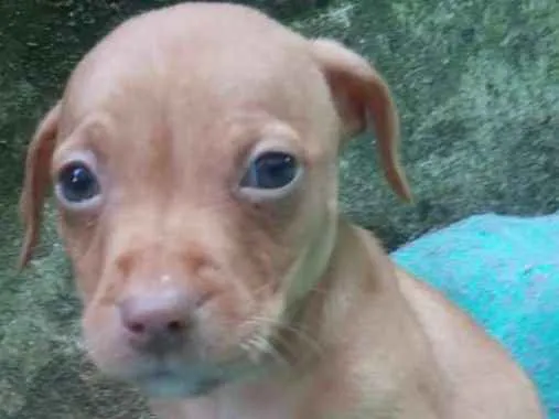 Cachorro ra a  idade Abaixo de 2 meses nome Lisa Bebezinha