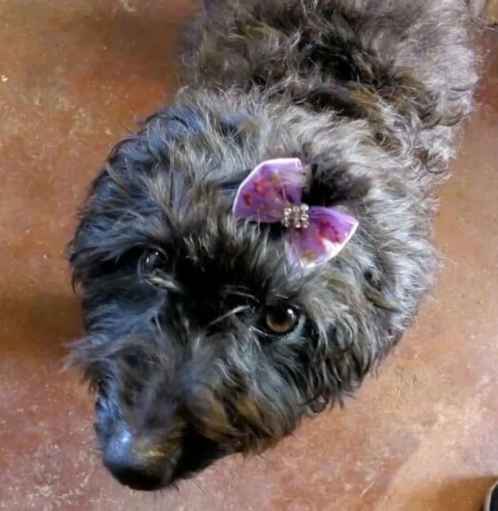 Cachorro ra a Poodle idade 2 anos nome Cristina