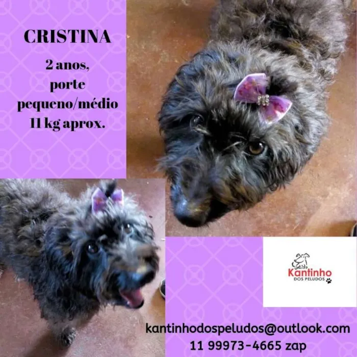 Cachorro ra a Poodle idade 2 anos nome Cristina