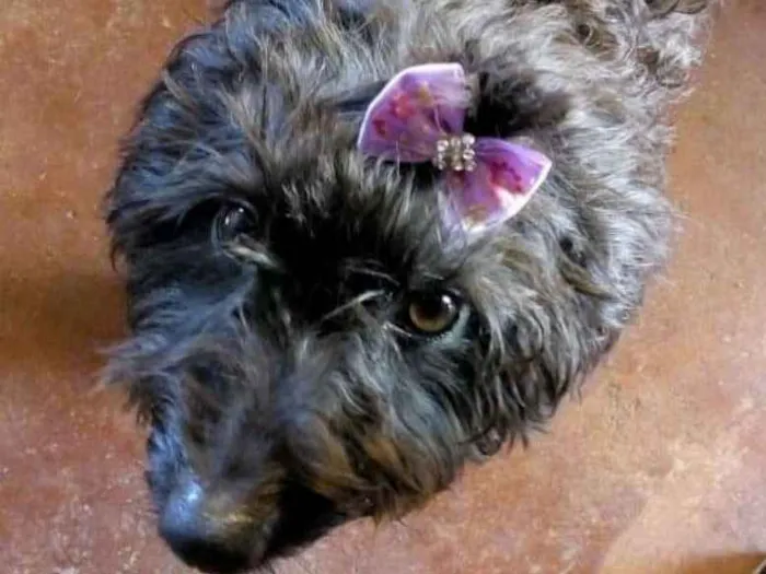 Cachorro ra a Poodle idade 2 anos nome Cristina