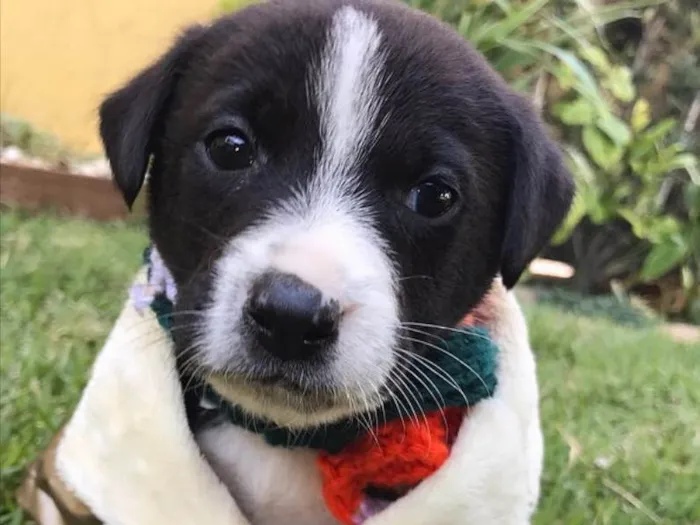 Cachorro ra a Sem raça definida  idade Abaixo de 2 meses nome ARIEL