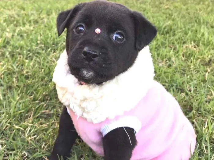 Cachorro ra a Sem raça definida  idade Abaixo de 2 meses nome BIJU