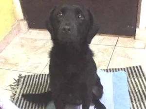 Cachorro raça Labrador com vira lata  idade 2 anos nome Pandora 