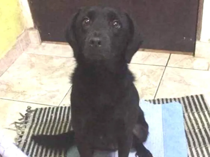 Cachorro ra a Labrador com vira lata  idade 2 anos nome Pandora 