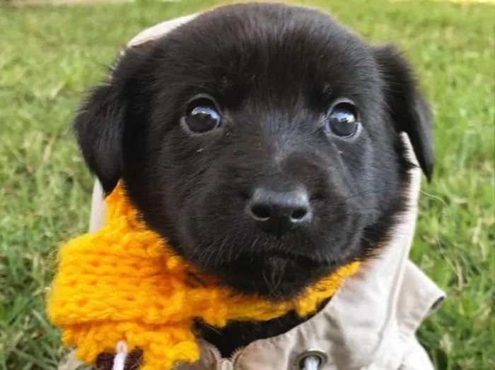 Cachorro ra a Sem raça definida idade Abaixo de 2 meses nome NUTELLA