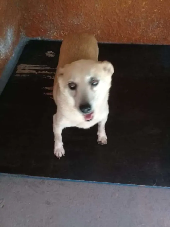 Cachorro ra a SRD idade 2 anos nome Rabicó