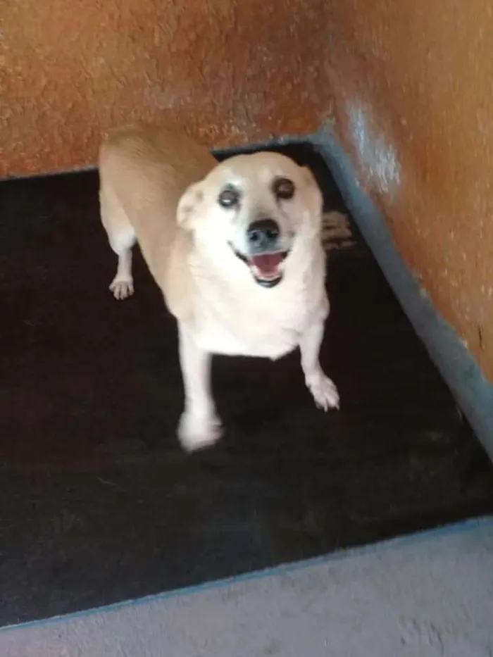 Cachorro ra a SRD idade 2 anos nome Rabicó