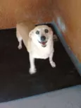 Rabicó