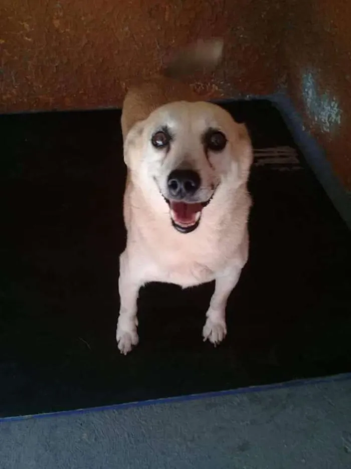 Cachorro ra a SRD idade 2 anos nome Rabicó