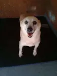 Rabicó