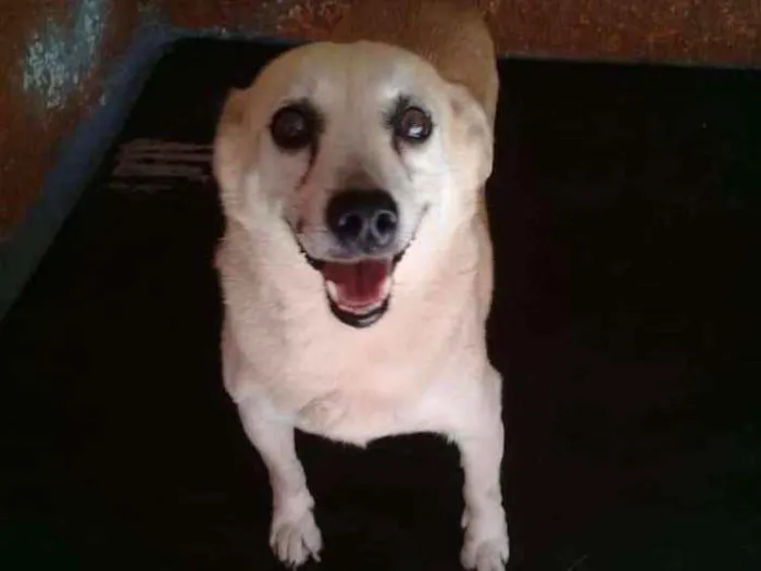 Cachorro ra a SRD idade 2 anos nome Rabicó