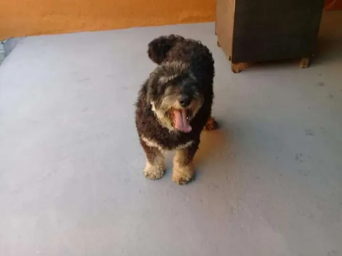 Cachorro ra a SRD idade 4 anos nome Bob