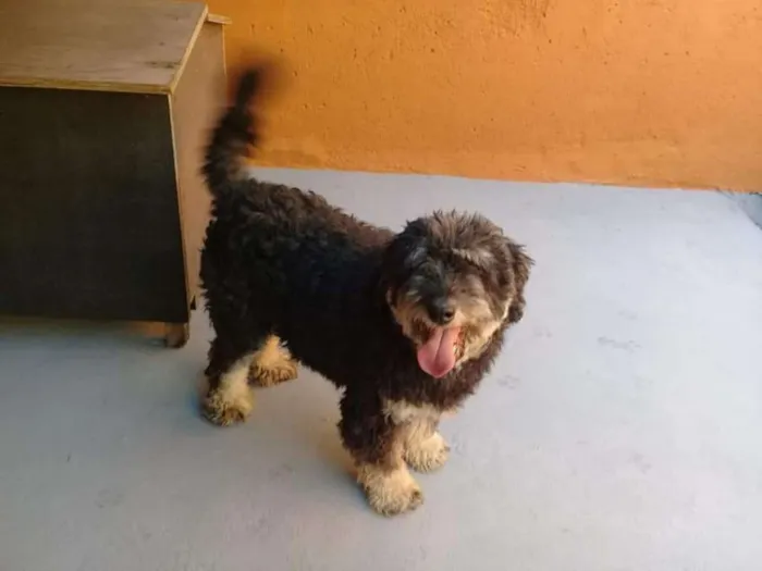 Cachorro ra a SRD idade 4 anos nome Bob