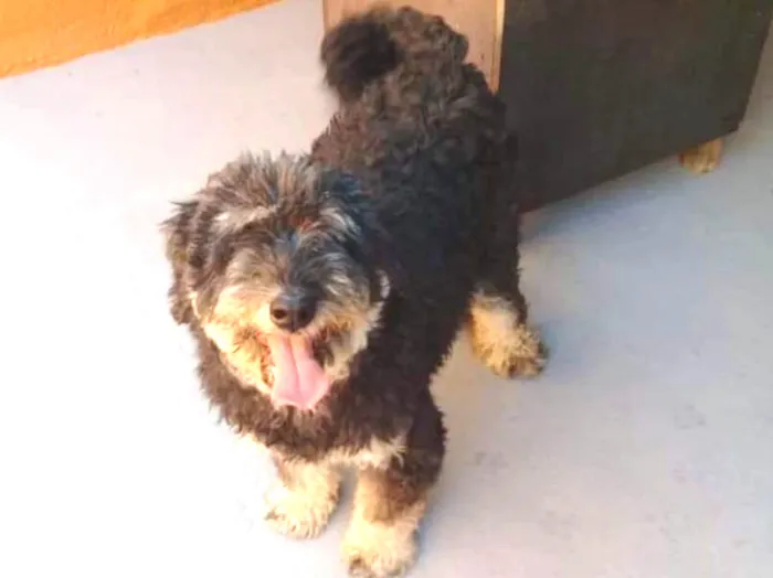 Cachorro ra a SRD idade 4 anos nome Bob