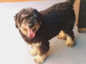 Cachorro raça SRD idade 4 anos nome Bob