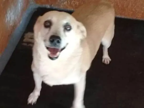 Cachorro ra a SRD idade 2 anos nome Rabicó