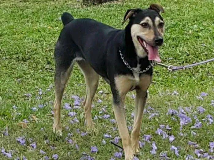 Cachorro ra a Vira lata idade 3 anos nome Layla