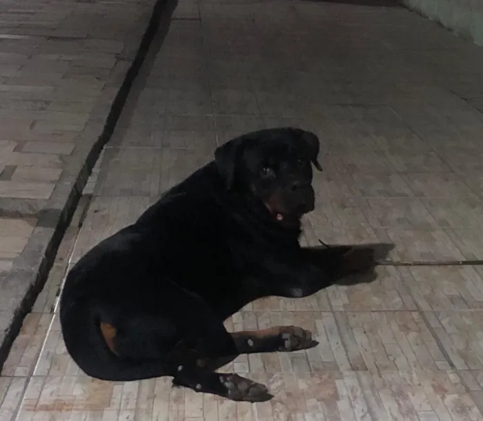 Cachorro raça Rottweiler  idade 4 anos nome Eros