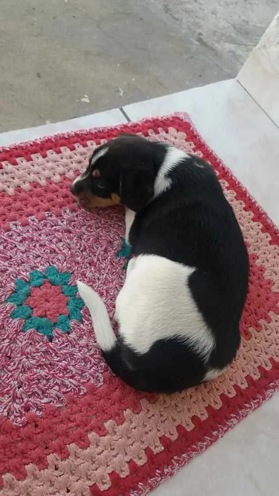 Cachorro ra a SRD idade Abaixo de 2 meses nome Bolinha