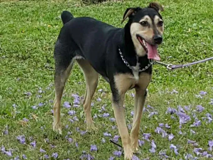 Cachorro ra a Vira lata idade 3 anos nome Layla