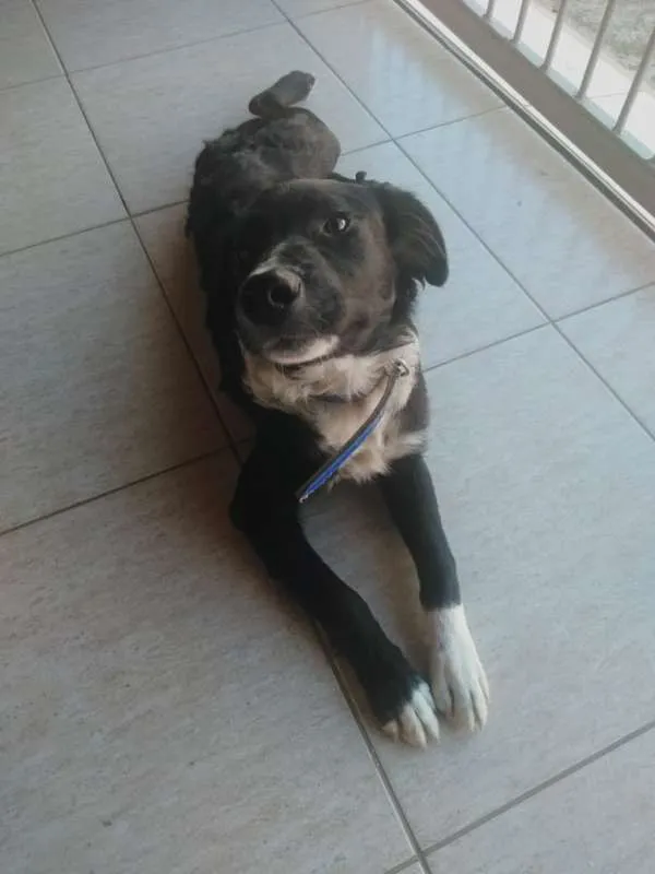 Cachorro ra a Mestiço idade 7 a 11 meses nome Thor