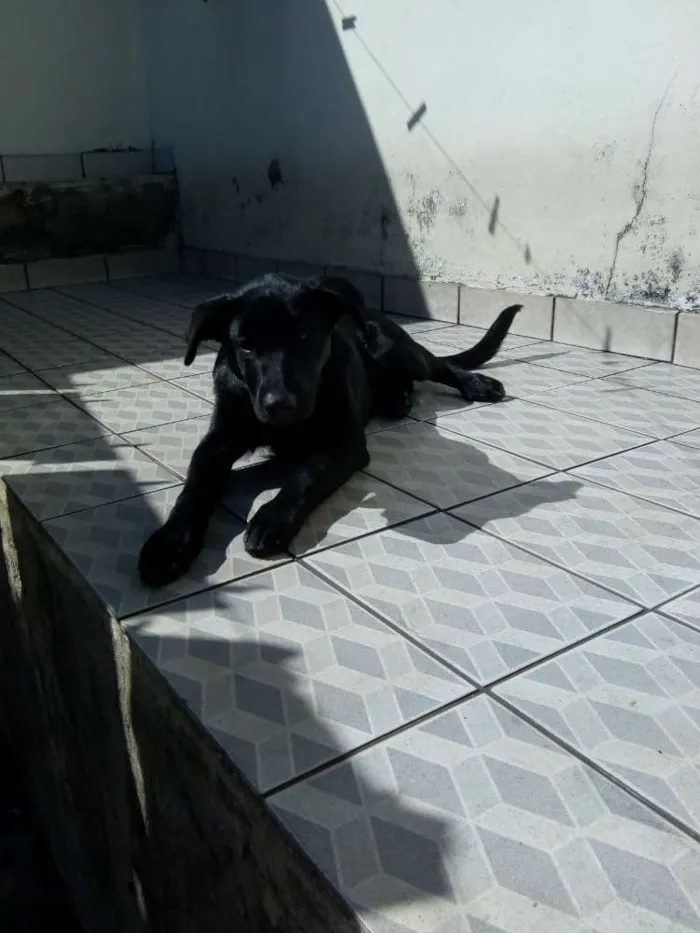 Cachorro ra a Mestiço de labrador idade 7 a 11 meses nome Apollo