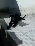 Apollo