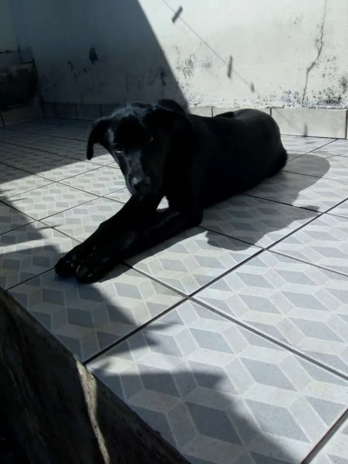 Cachorro ra a Mestiço de labrador idade 7 a 11 meses nome Apollo